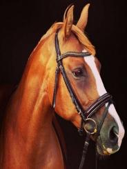 Diamond Painting 30x40cm Pferd 