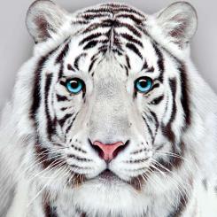Diamond Painting 30x40cm Weisser Tiger 