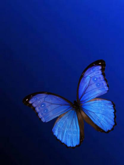 Diamond Painting 30x40cm Schmetterling 
