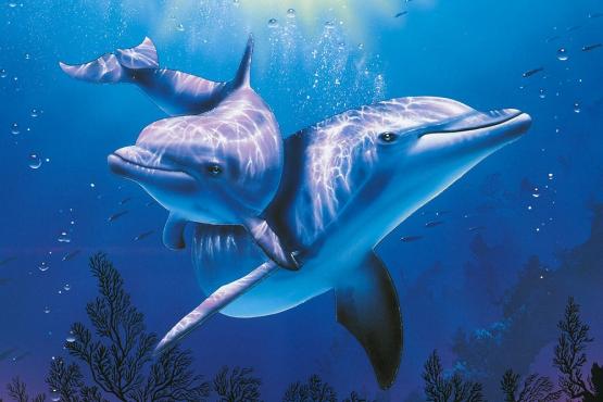 Diamond Painting 30x40cm Delfine schwimmend 