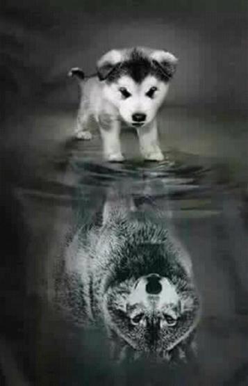 Diamond Painting 30x40cm Welpe und Wolf 